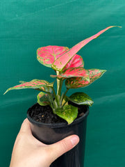 Aglaonema ‘Red Valentine’ NEW