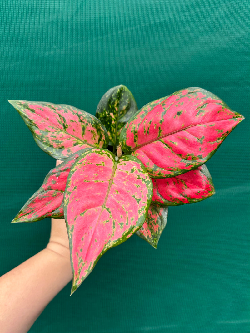 Aglaonema ‘Red Valentine’ NEW