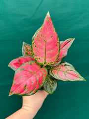 Aglaonema ‘Red Valentine’ NEW