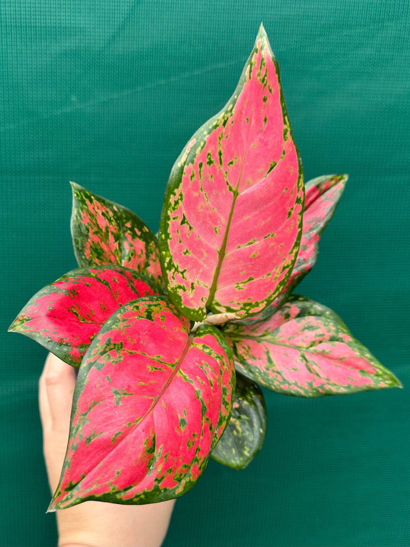 Aglaonema ‘Red Valentine’ NEW