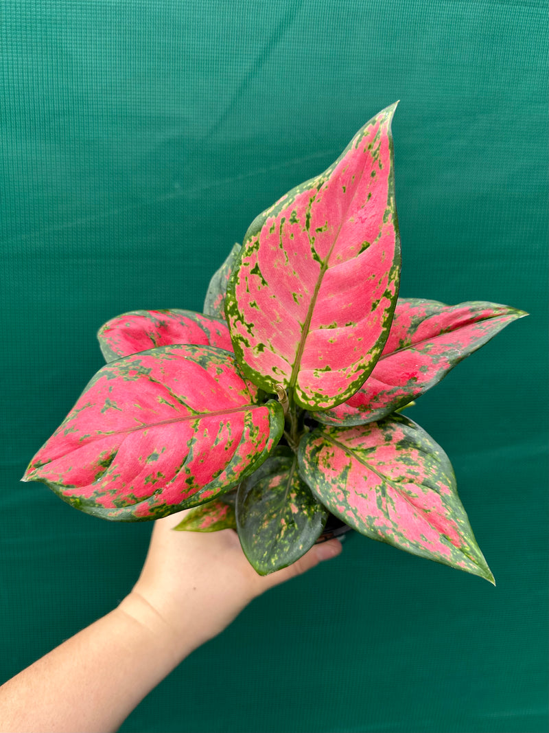 Aglaonema ‘Red Valentine’ NEW
