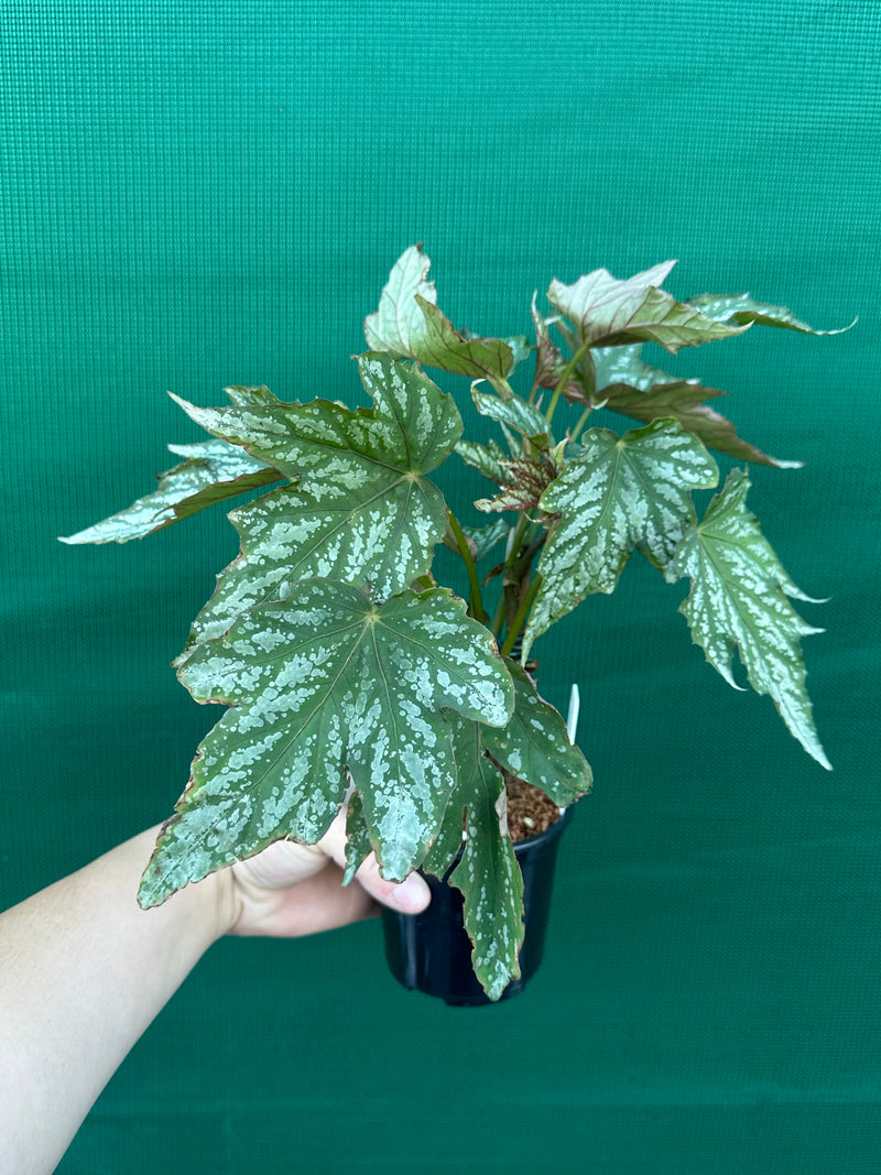 Begonia ‘Charles Jones’ NEW