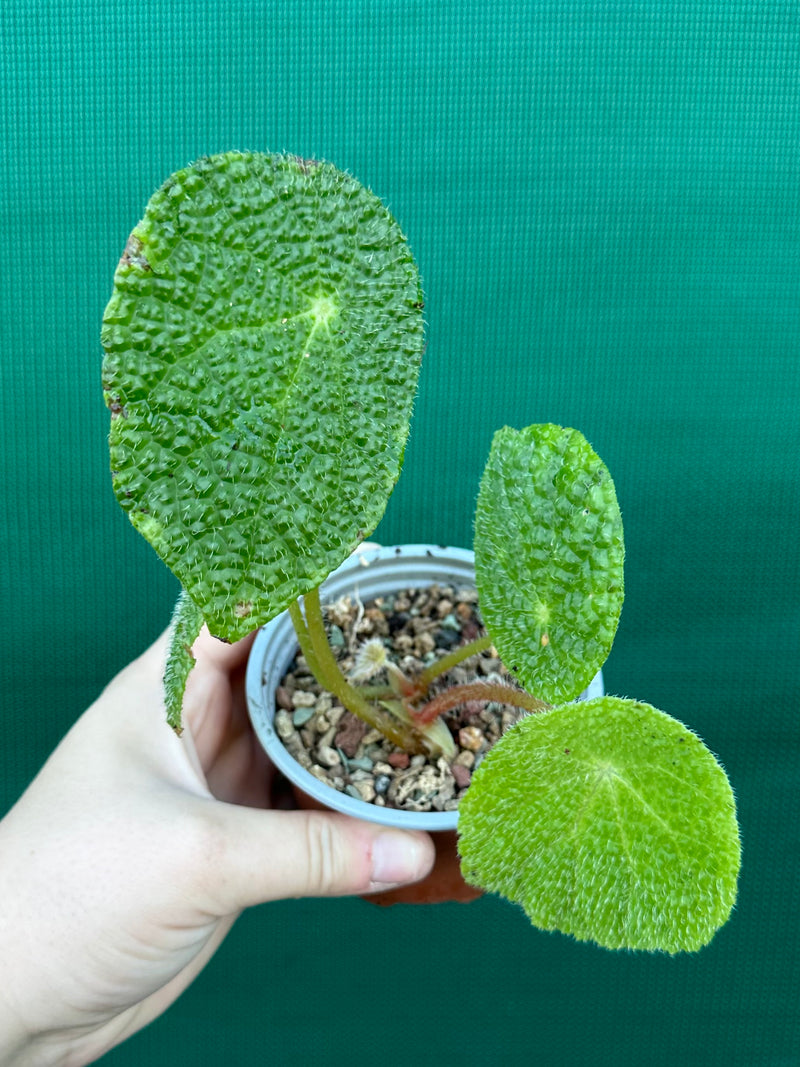 Begonia Staudtii (Yellow Flowers)