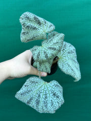 Begonia ningingensis Vietnam NEW