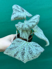 Begonia ningingensis Vietnam NEW
