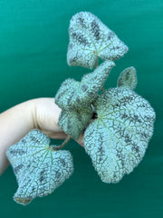Begonia ningingensis Vietnam NEW
