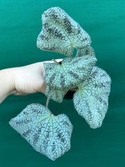 Begonia ningingensis Vietnam NEW