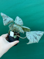 Begonia ningingensis Vietnam NEW