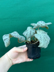 Begonia ningingensis Vietnam NEW