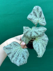 Begonia ningingensis Vietnam NEW