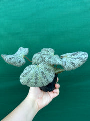Begonia ningingensis Vietnam NEW
