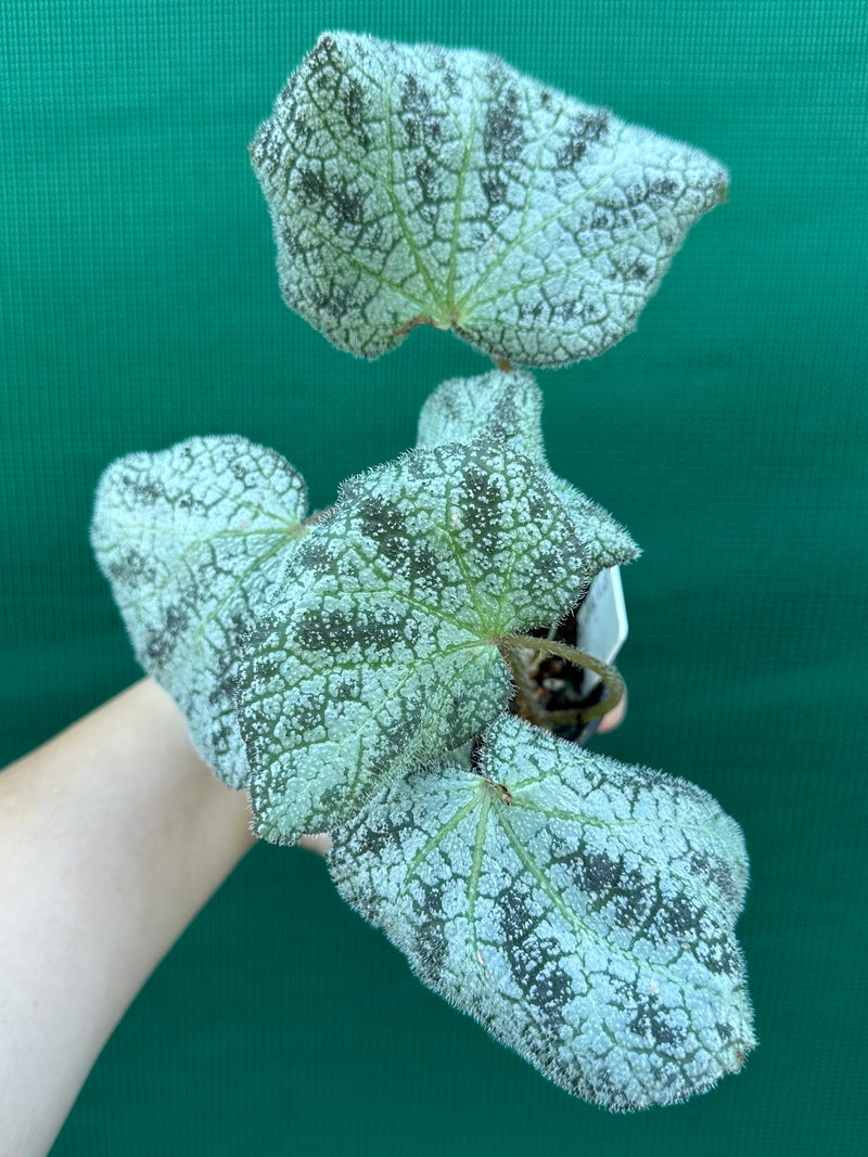 Begonia ningingensis Vietnam NEW
