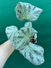 Begonia ningingensis Vietnam NEW