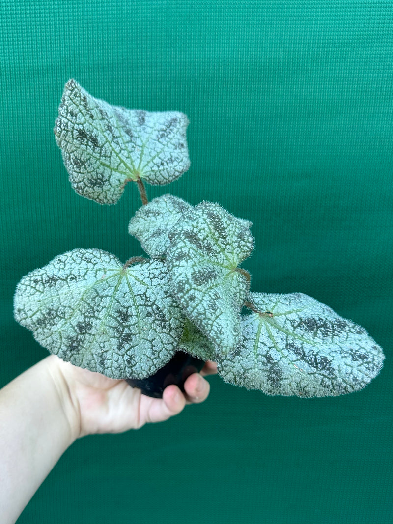 Begonia ningingensis Vietnam NEW