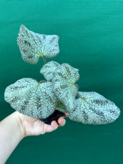 Begonia ningingensis Vietnam NEW