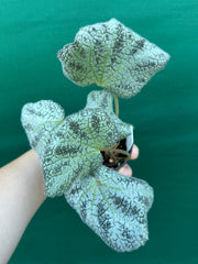 Begonia ningingensis Vietnam NEW