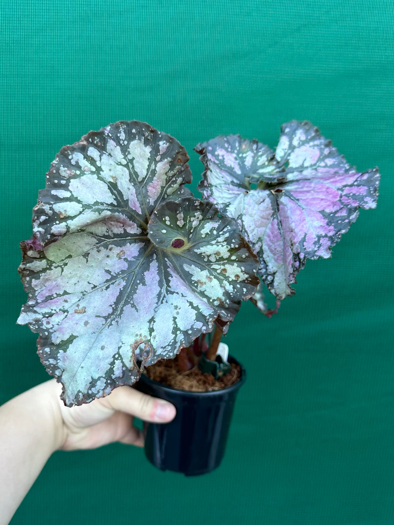 Begonia NOID 52 NEW
