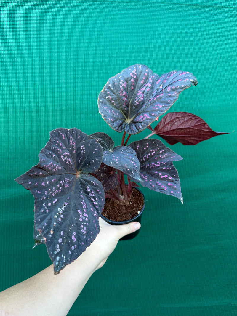 Begonia ‘Red Ripples’