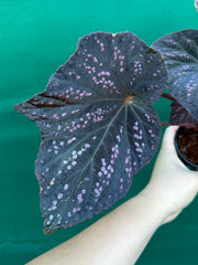 Begonia ‘Red Ripples’