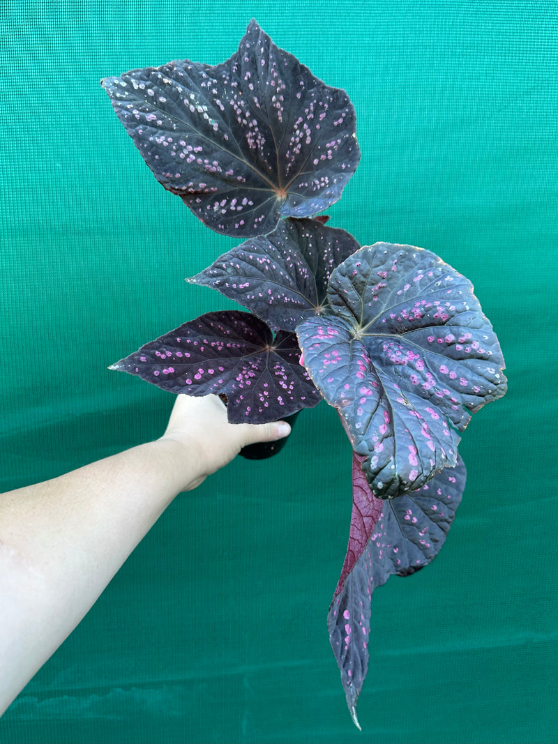 Begonia ‘Red Ripples’