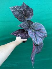 Begonia ‘Red Ripples’