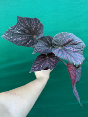 Begonia ‘Red Ripples’