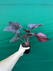 Begonia ‘Red Ripples’