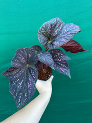 Begonia ‘Red Ripples’