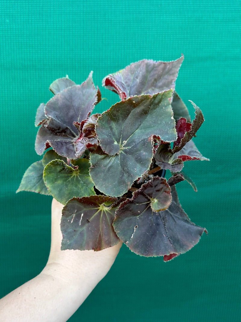 Begonia ‘Enid Henderson’
