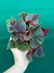 Begonia ‘Enid Henderson’