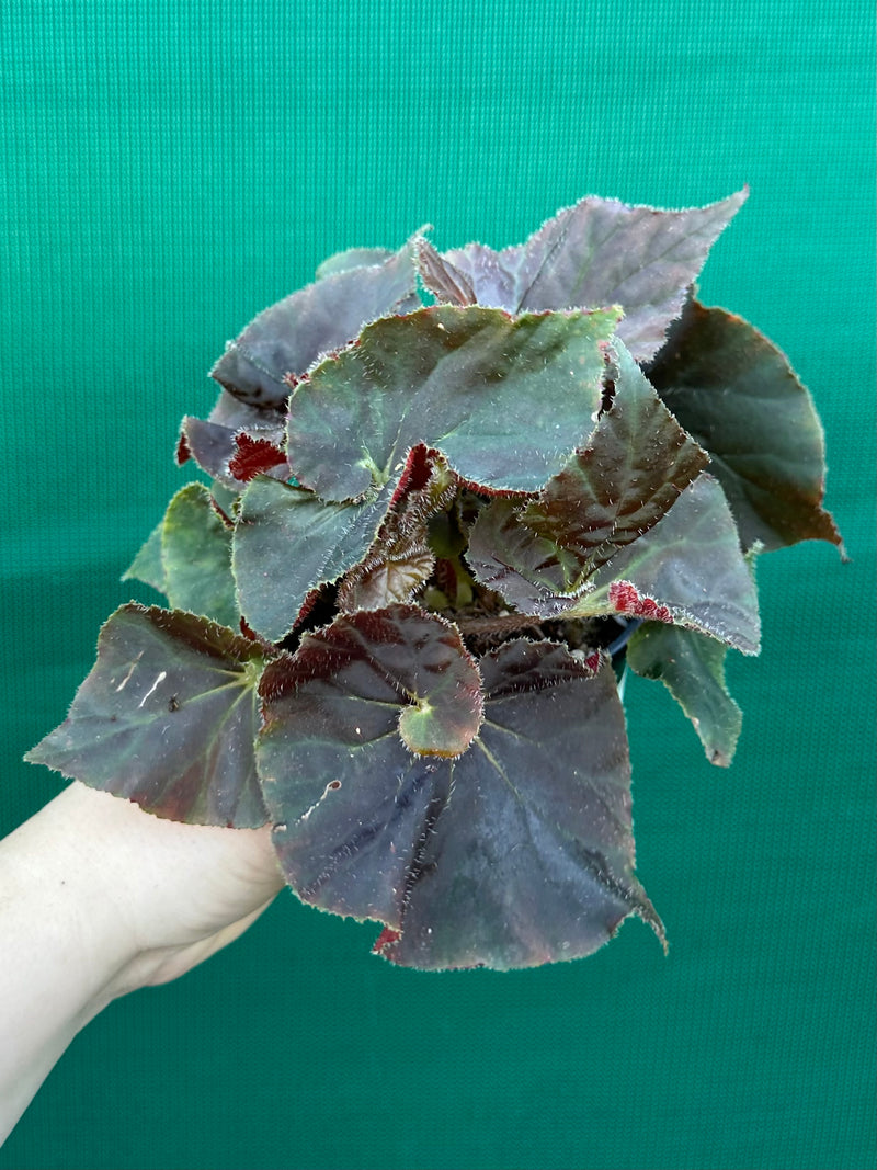 Begonia ‘Enid Henderson’