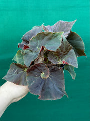 Begonia ‘Enid Henderson’