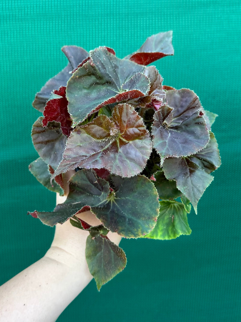 Begonia ‘Enid Henderson’