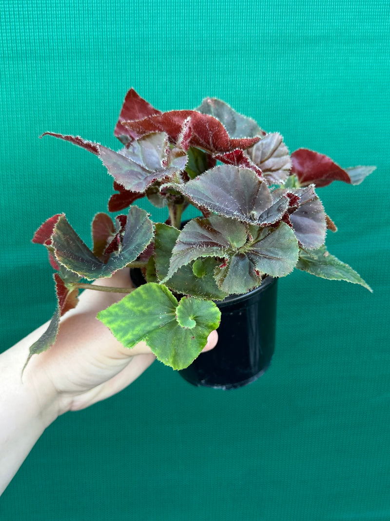 Begonia ‘Enid Henderson’