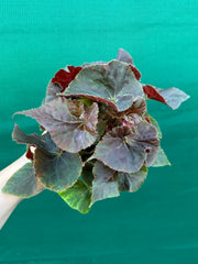 Begonia ‘Enid Henderson’