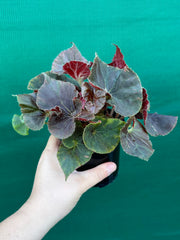 Begonia ‘Enid Henderson’