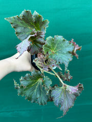Begonia ‘Doris Hornett’ NEW