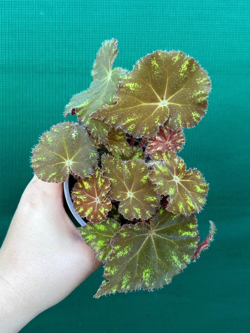 Begonia NOID