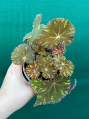 Begonia NOID