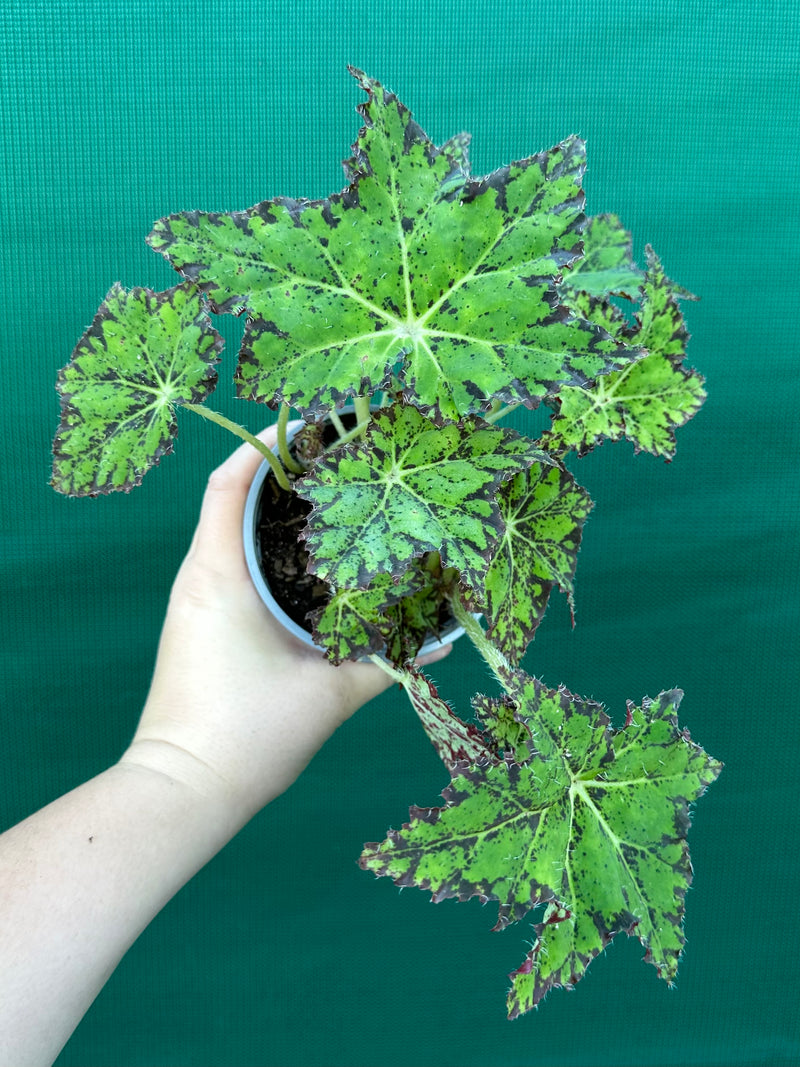 Begonia NOID 25