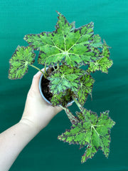 Begonia NOID 25