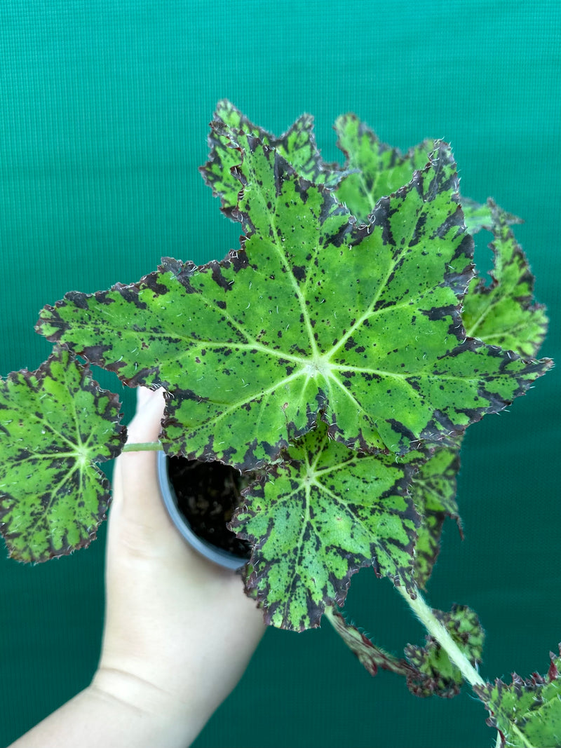 Begonia NOID 25