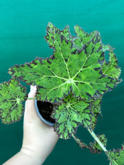 Begonia NOID 25