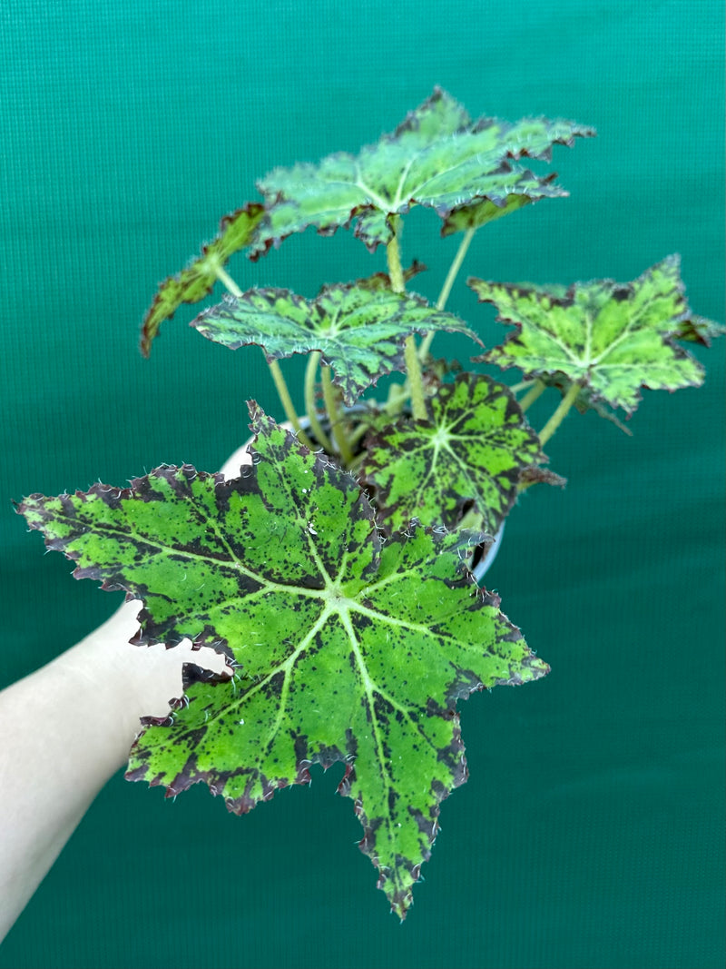 Begonia NOID 25