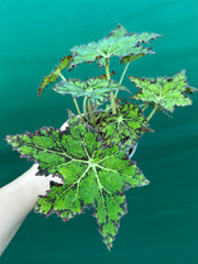 Begonia NOID 25
