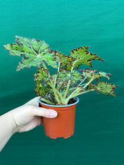 Begonia NOID 25