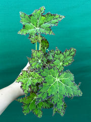 Begonia NOID 25