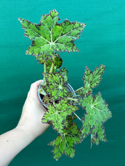 Begonia NOID 25