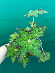 Begonia NOID 25