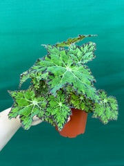 Begonia NOID 25